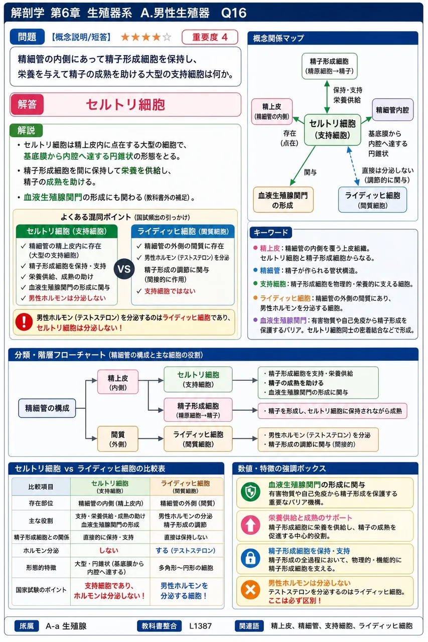 精細管の内側にあって精子形成細胞を保持し、栄養を与えて精子の成熟を助ける大型の支持細胞は何か。 解説図