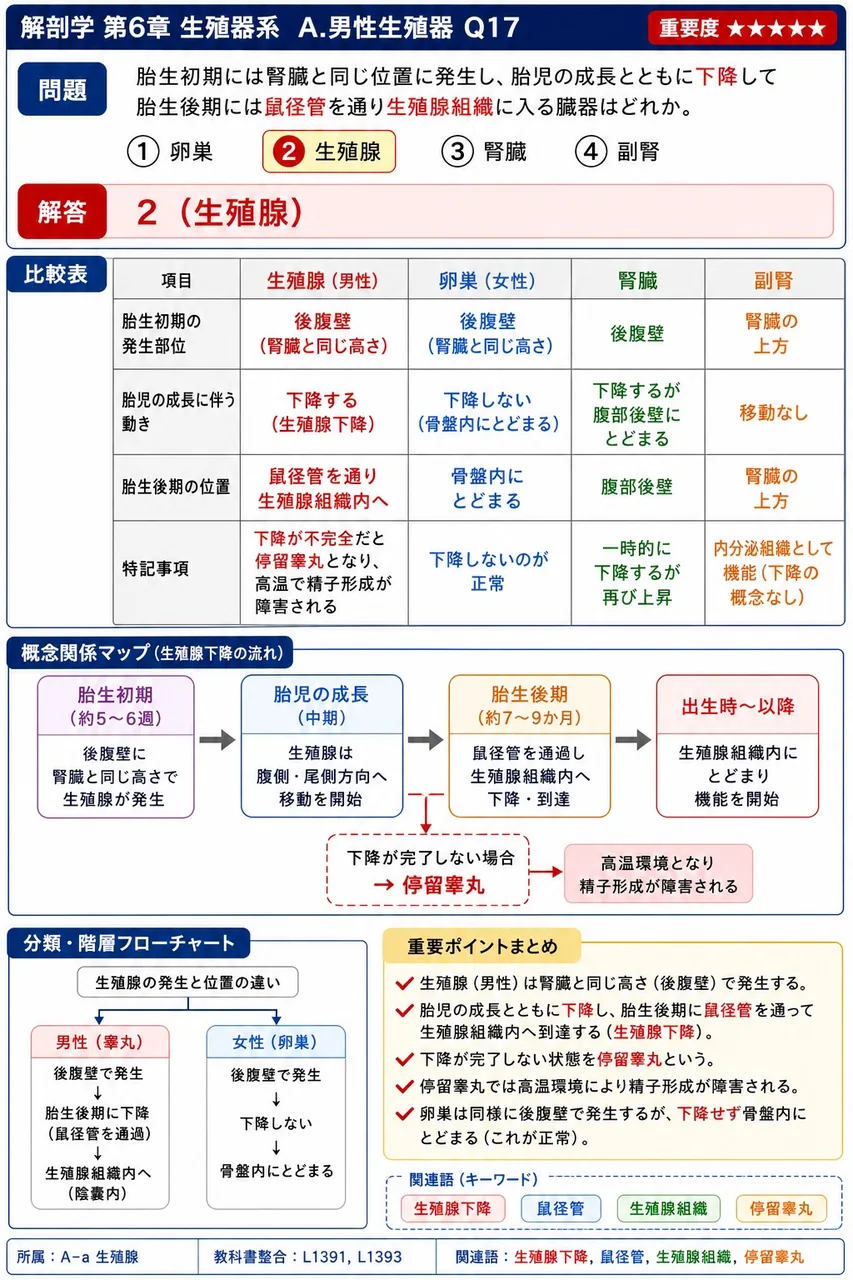 胎生初期には腎臓と同じ位置に発生し、胎児の成長とともに下降して胎生後期には鼠径管を通り陰嚢に入る臓器はどれか。 解説図