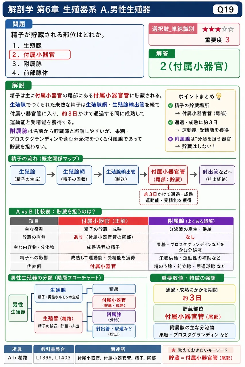 精子が貯蔵される部位はどれか。 解説図