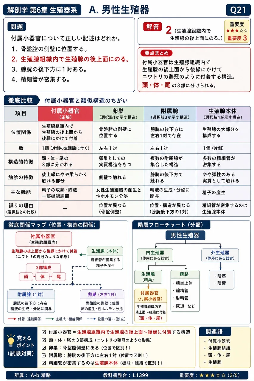 精巣上体について正しい記述はどれか。 解説図