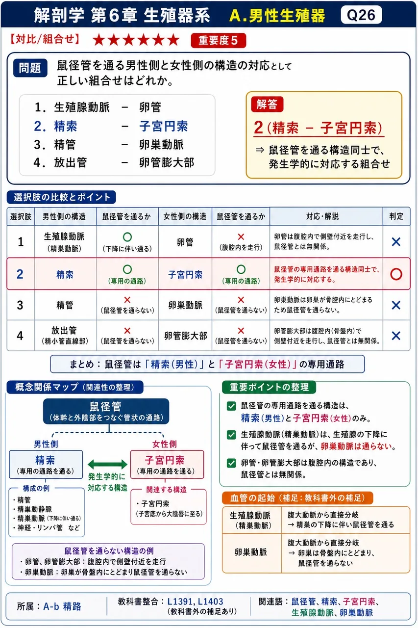 鼠径管を通る男性側と女性側の構造の対応として正しい組合せはどれか。 解説図