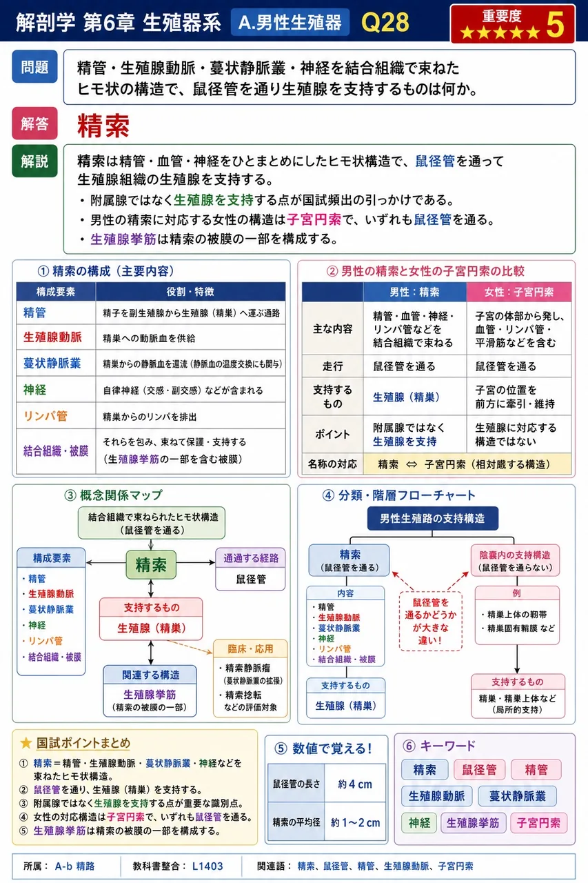 精管・精巣動脈・蔓状静脈叢・神経を結合組織で束ねたヒモ状の構造で、鼠径管を通り精巣を支持するものは何か。 解説図