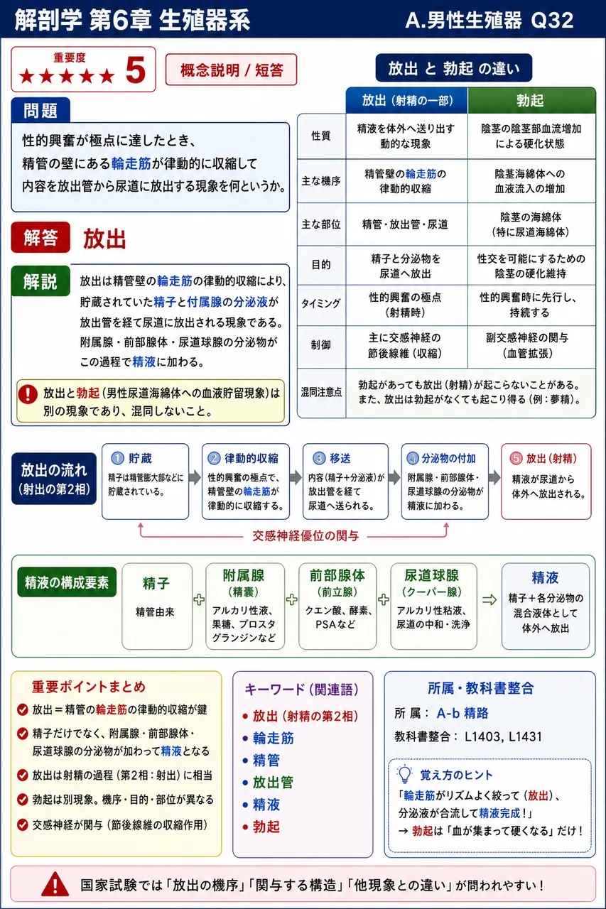 性的興奮が極点に達したとき、精管の壁にある輪走筋が律動的に収縮して内容を射精管から尿道に放出する現象を何というか。 解説図