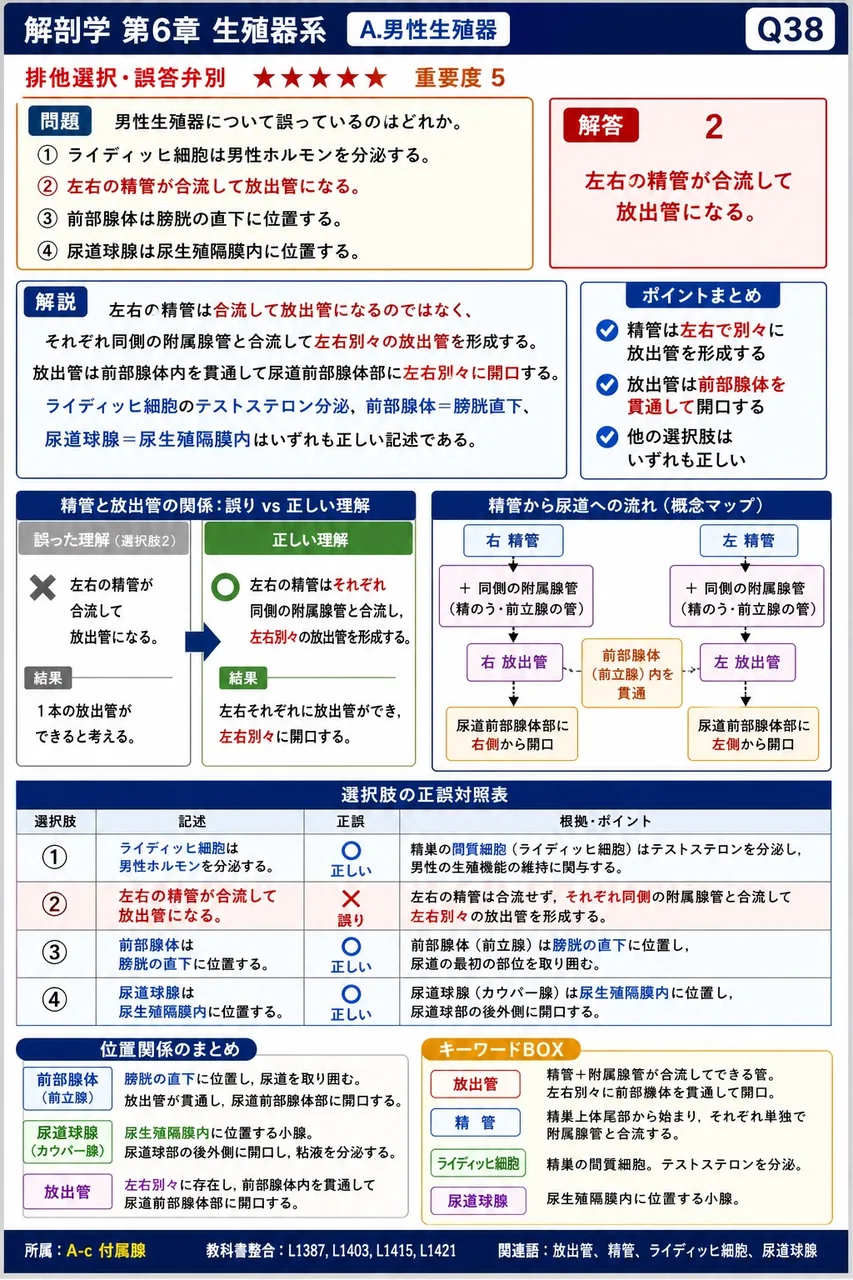 男性生殖器について誤っているのはどれか。 解説図