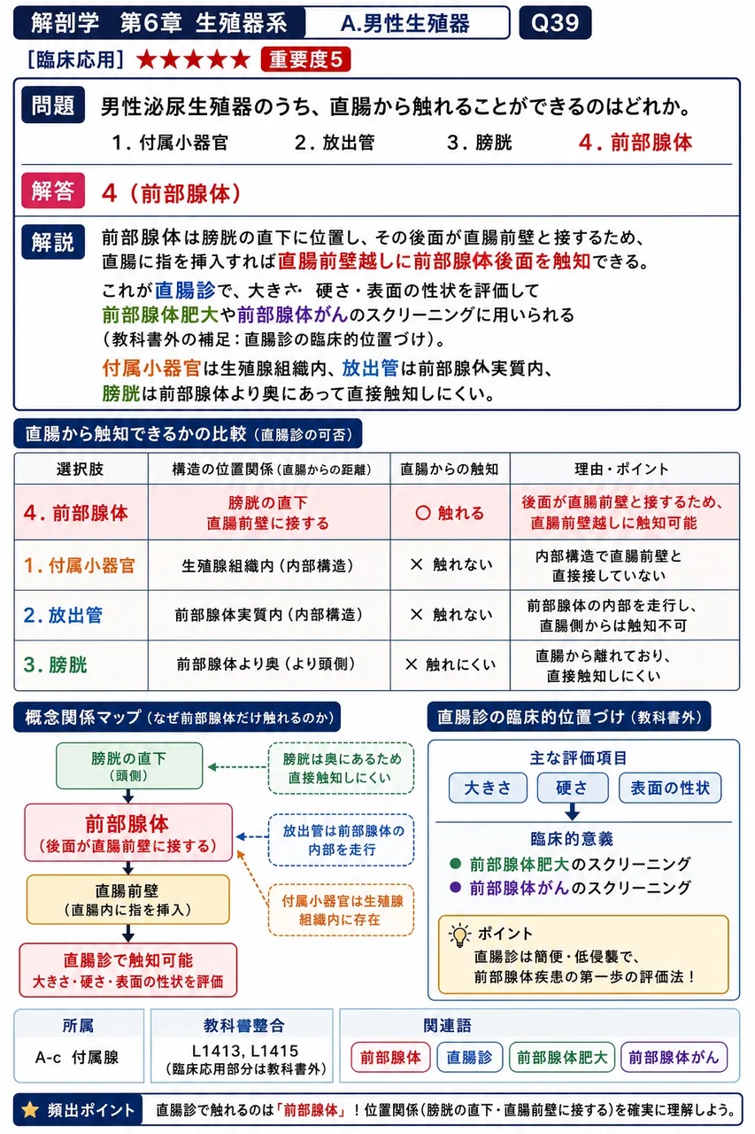 男性泌尿生殖器のうち、直腸から触れることができるのはどれか。 解説図