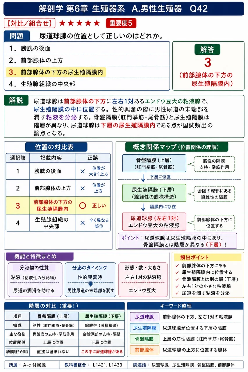 尿道球腺の位置として正しいのはどれか。 解説図