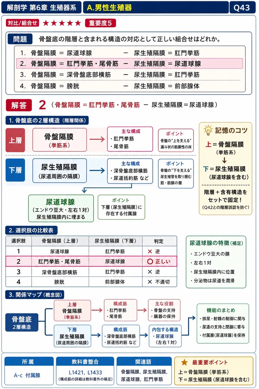 骨盤底の階層と含まれる構造の対応として正しい組合せはどれか。 解説図