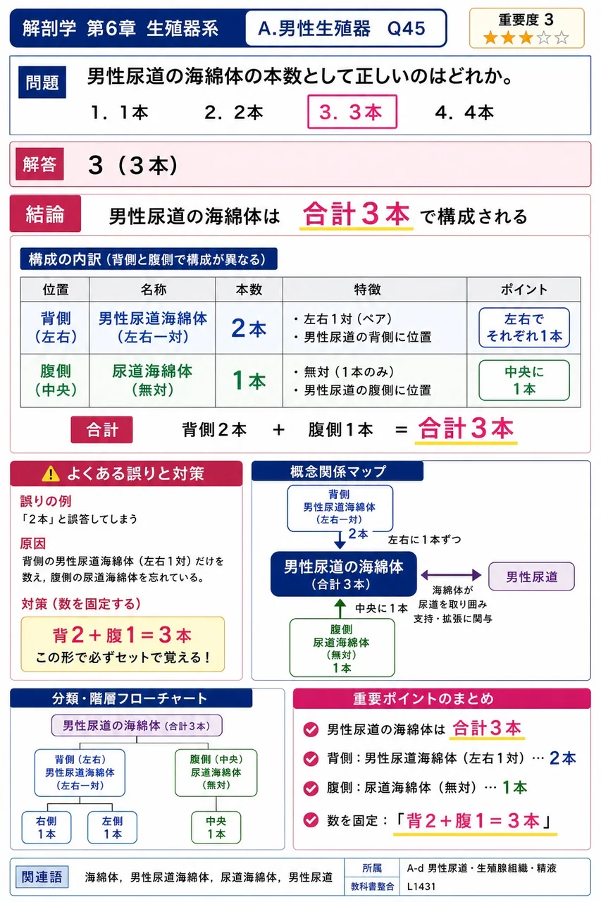 陰茎の海綿体の本数として正しいのはどれか。 解説図