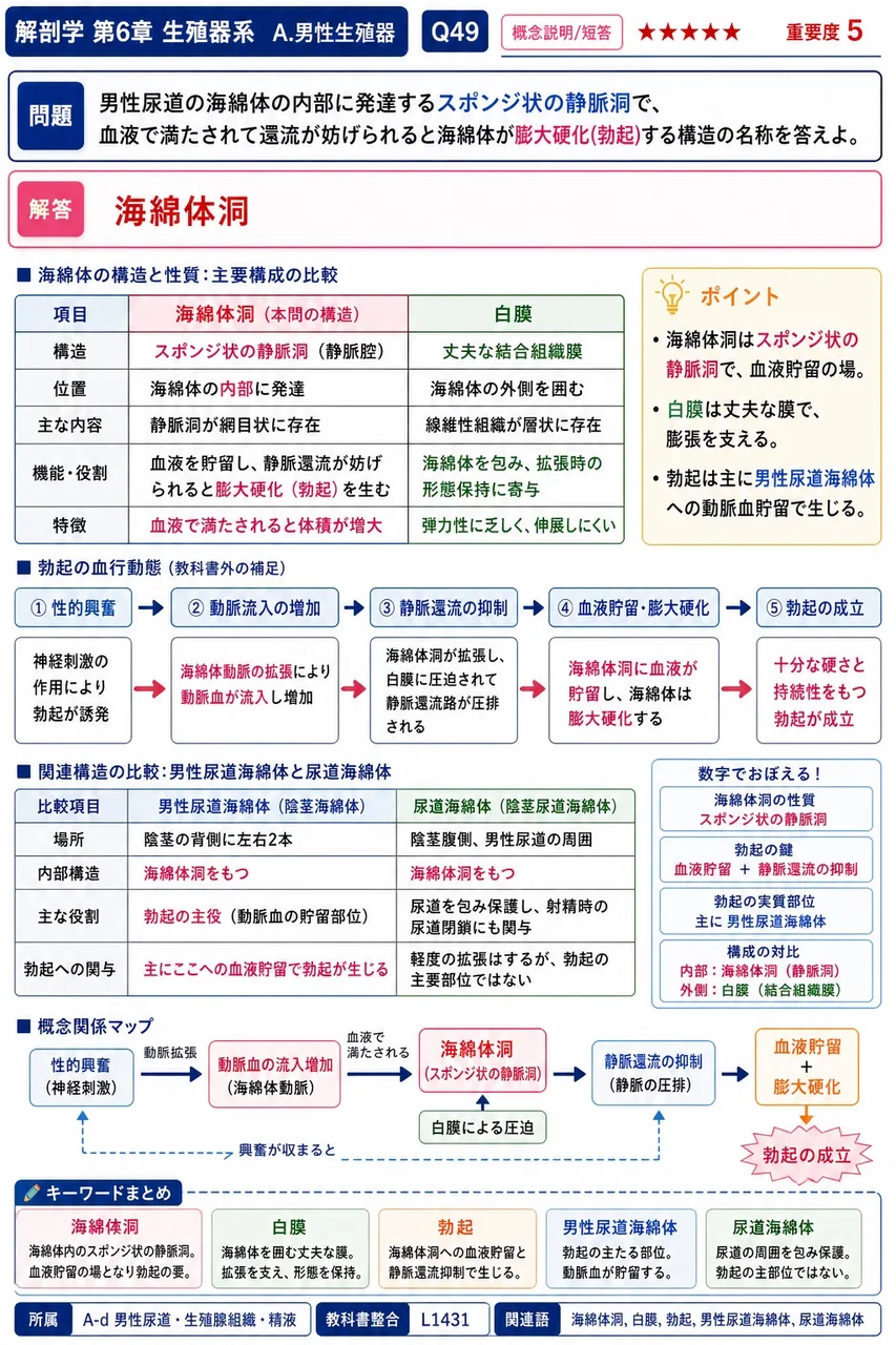 陰茎の海綿体の内部に発達するスポンジ状の静脈洞で、血液で満たされて還流が妨げられると海綿体が膨大硬化(勃起)する構造の名称を答えよ。 解説図