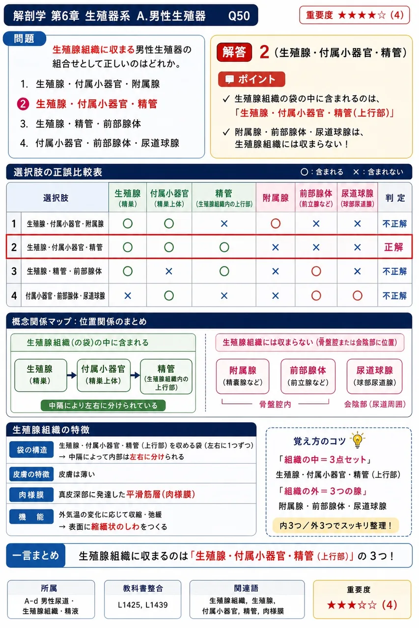 陰嚢に収まる男性生殖器の組合せとして正しいのはどれか。 解説図