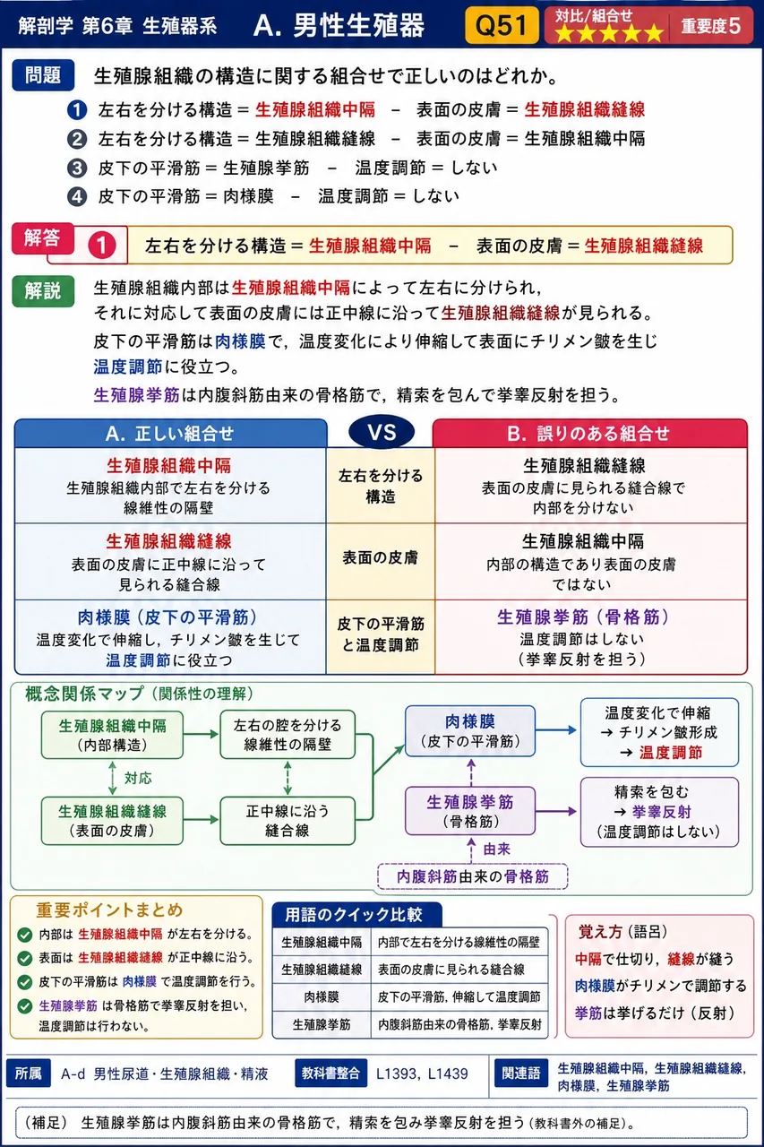陰嚢の構造に関する組合せで正しいのはどれか。 解説図