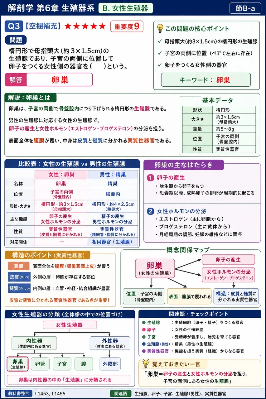 楕円形で母指頭大(約3×1.5cm)の生殖腺であり、子宮の両側に位置して卵子をつくる女性側の器官を( )という。 解説図