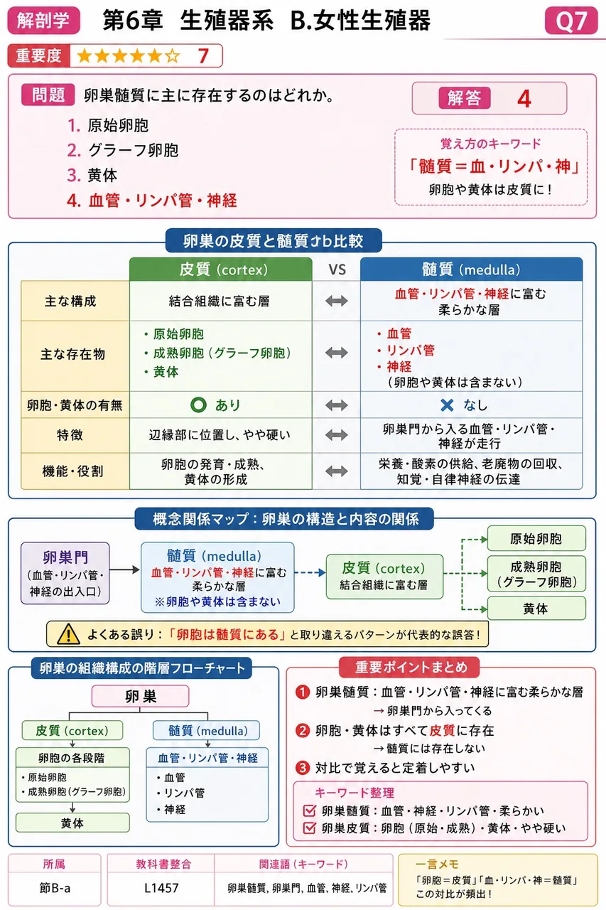 卵巣髄質に主に存在するのはどれか。 解説図