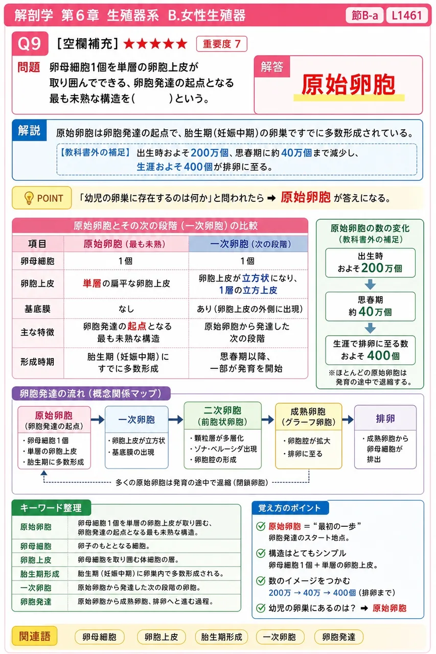 卵母細胞1個を単層の卵胞上皮が取り囲んでできる、卵胞発達の起点となる最も未熟な構造を( )という。 解説図