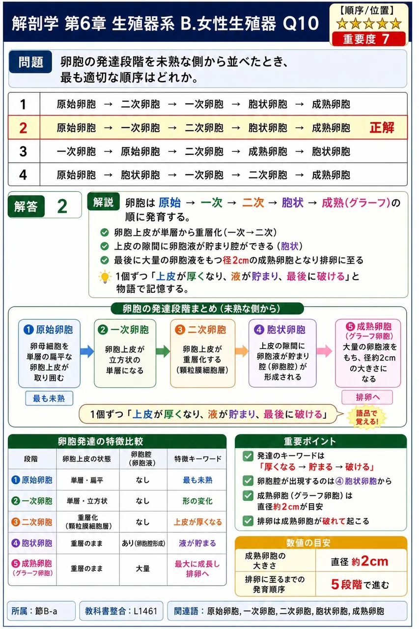 卵胞の発達段階を未熟な側から並べたとき、最も適切な順序はどれか。 解説図