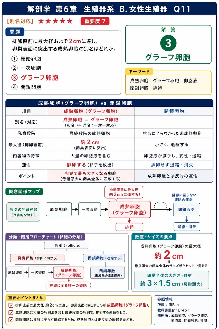 排卵直前に最大径およそ2cmに達し、卵巣表面に突出する成熟卵胞の別名はどれか。 解説図