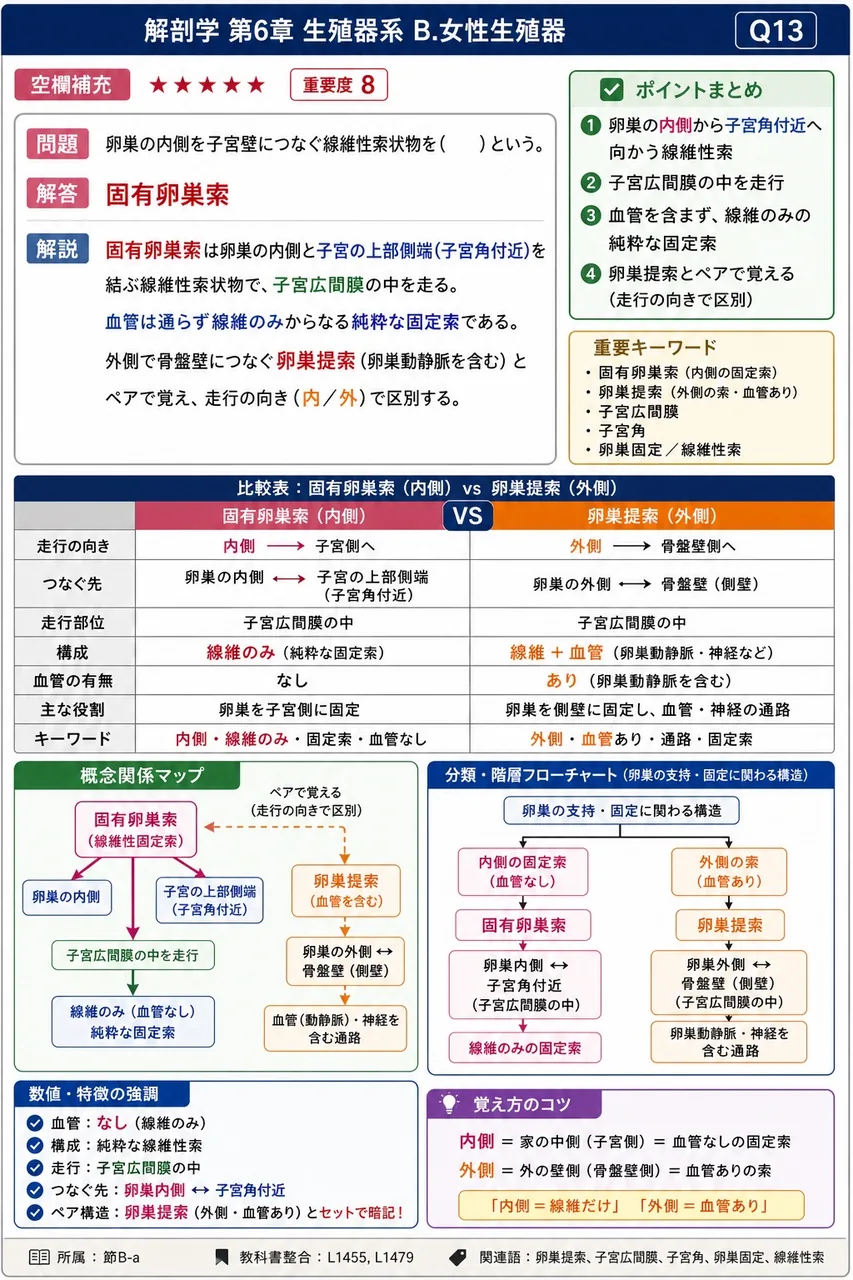 卵巣の内側を子宮壁につなぐ線維性索状物を( )という。 解説図