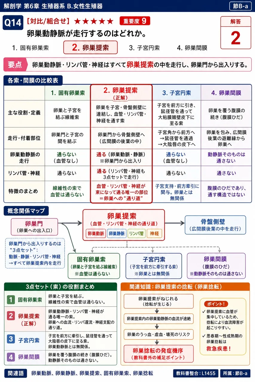 卵巣動静脈が走行するのはどれか。 解説図