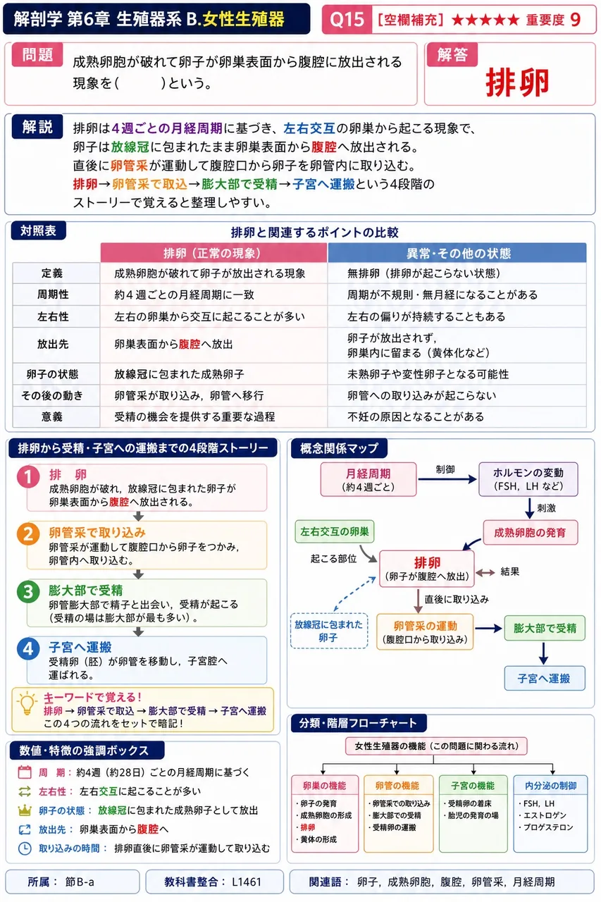 成熟卵胞が破れて卵子が卵巣表面から腹腔に放出される現象を( )という。 解説図