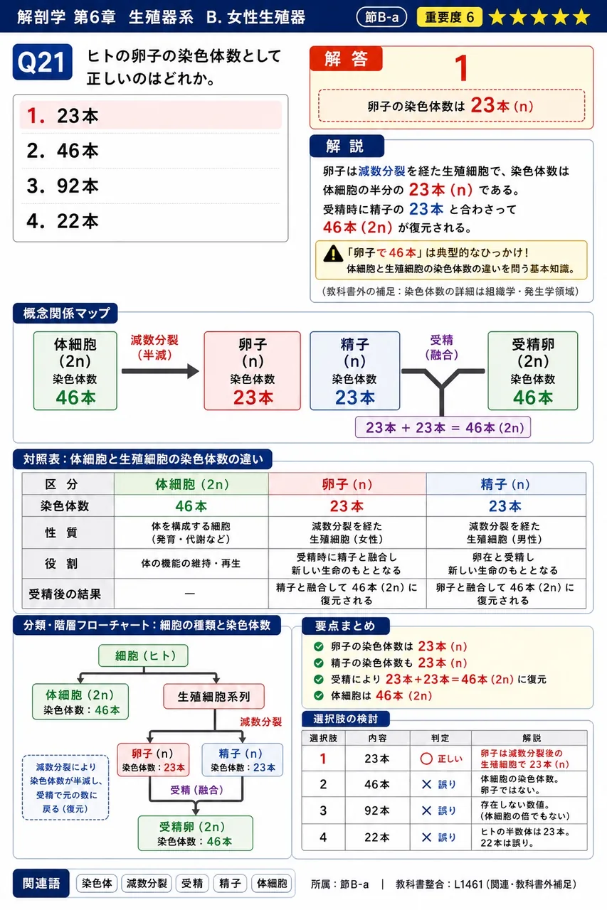 ヒトの卵子の染色体数として正しいのはどれか。 解説図