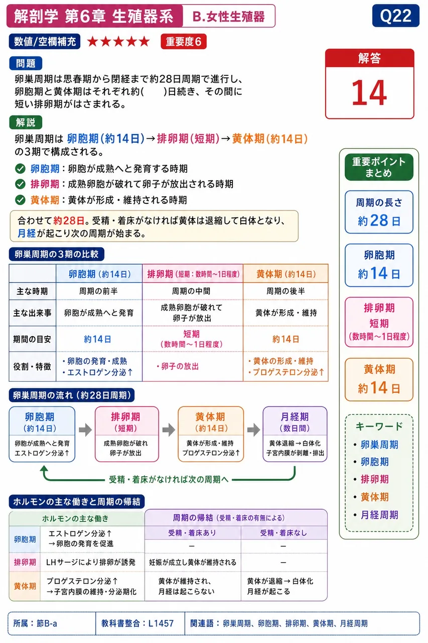 卵巣周期は思春期から閉経まで約28日周期で進行し、卵胞期と黄体期はそれぞれ約( )日続き、その間に短い排卵期がはさまれる。 解説図