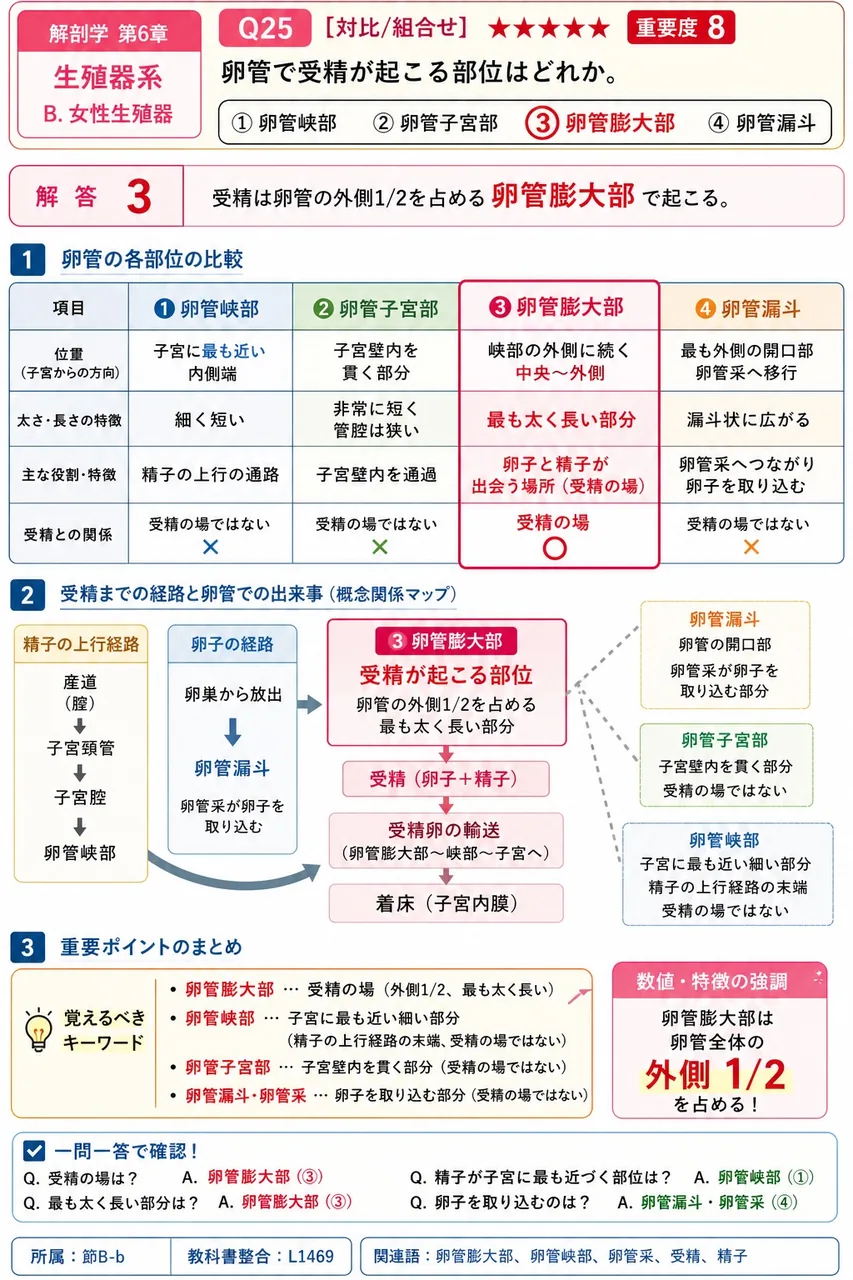 卵管で受精が起こる部位はどれか。 解説図