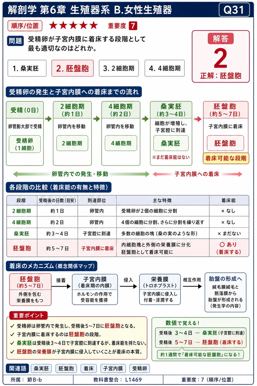 受精卵が子宮内膜に着床する段階として最も適切なのはどれか。 解説図