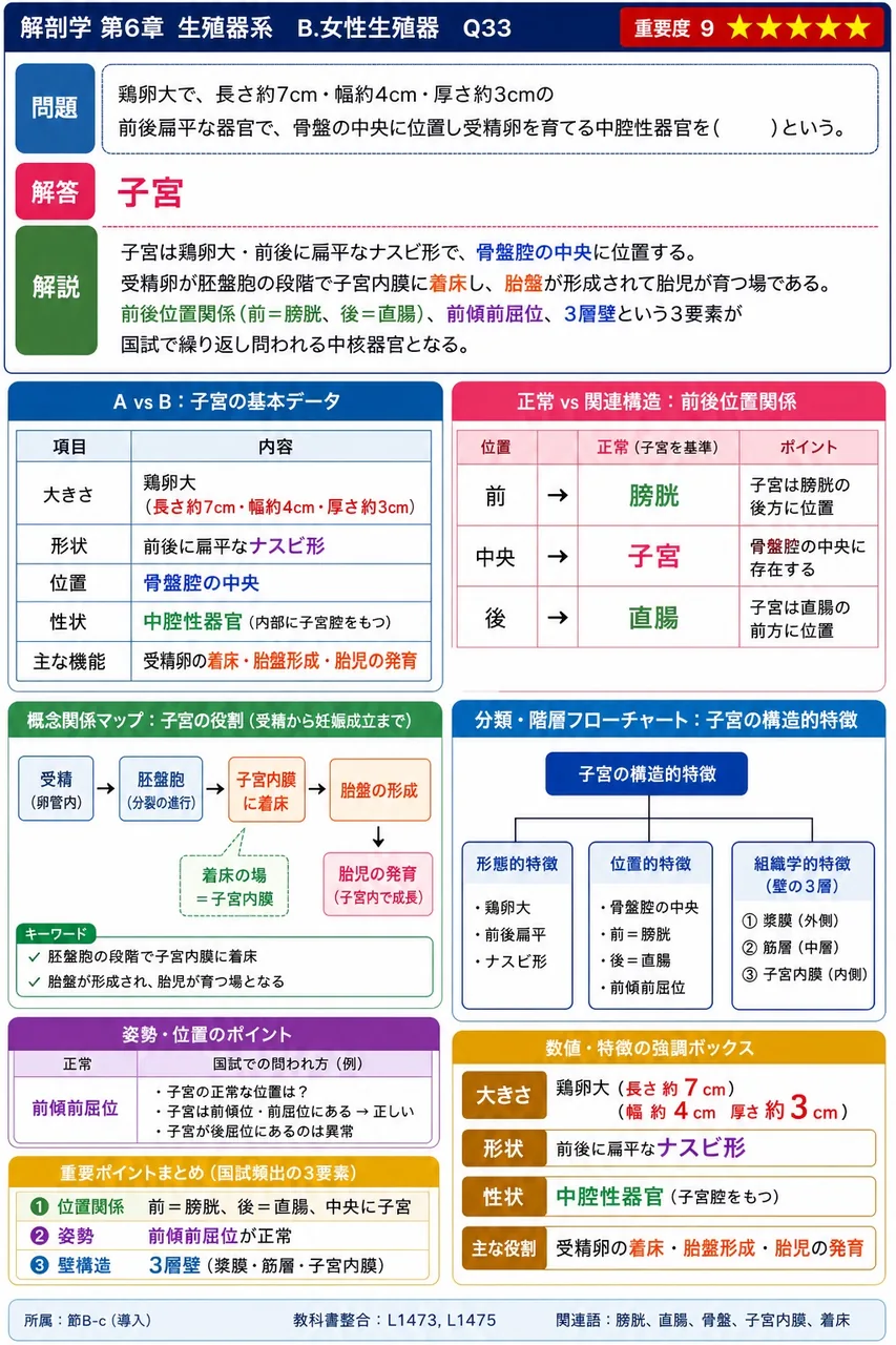 鶏卵大で、長さ約7cm・幅約4cm・厚さ約3cmの前後扁平な器官で、骨盤の中央に位置し受精卵を育てる中腔性器官を( )という。 解説図