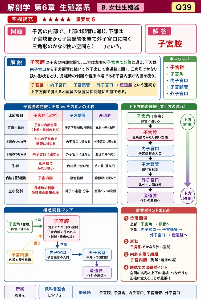 子宮の内部で、上部は卵管に通じ、下部は子宮峡部から子宮頸管を経て外子宮口に開く三角形のかなり狭い空間を( )という。 解説図