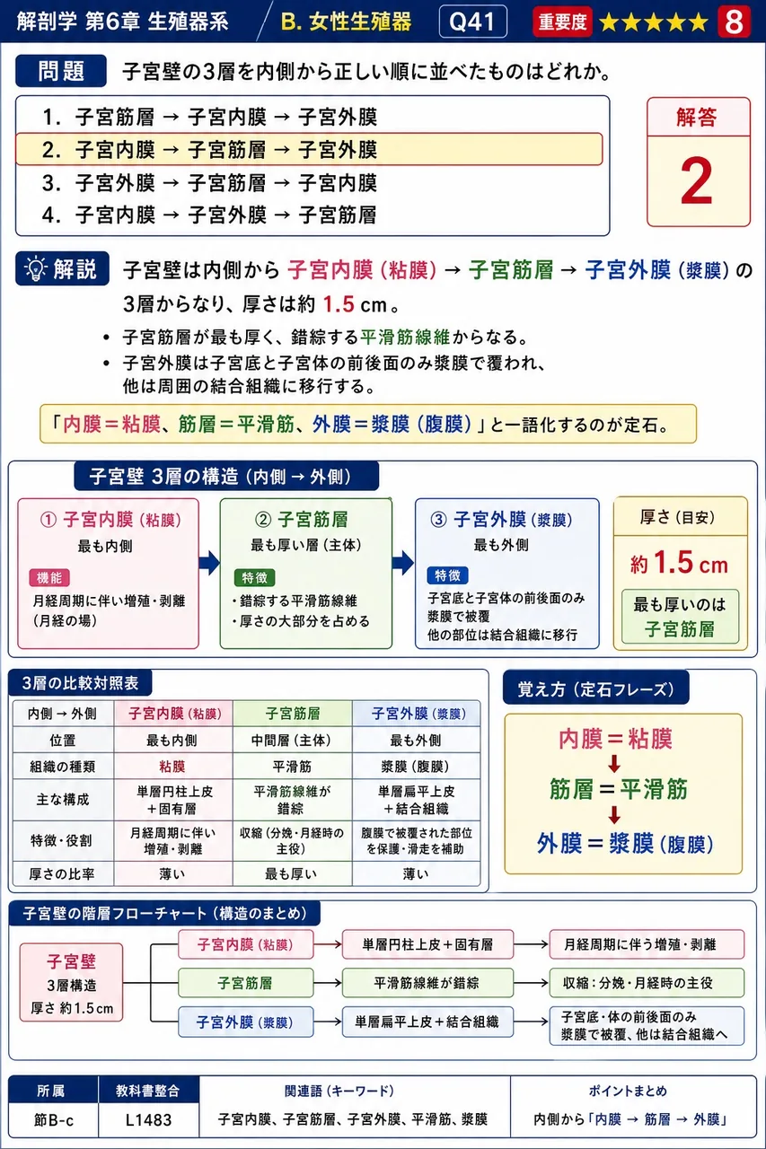 子宮壁の3層を内側から正しい順に並べたものはどれか。 解説図