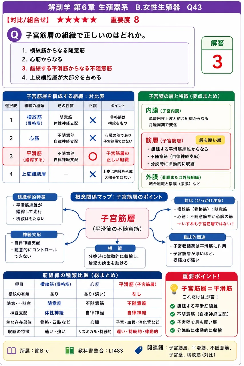 子宮筋層の組織で正しいのはどれか。 解説図