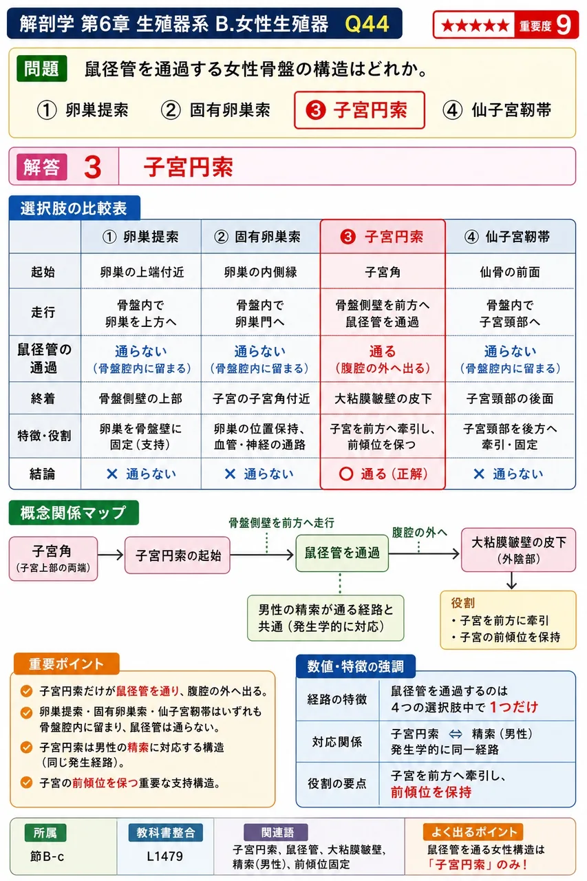 鼠径管を通過する女性骨盤の構造はどれか。 解説図