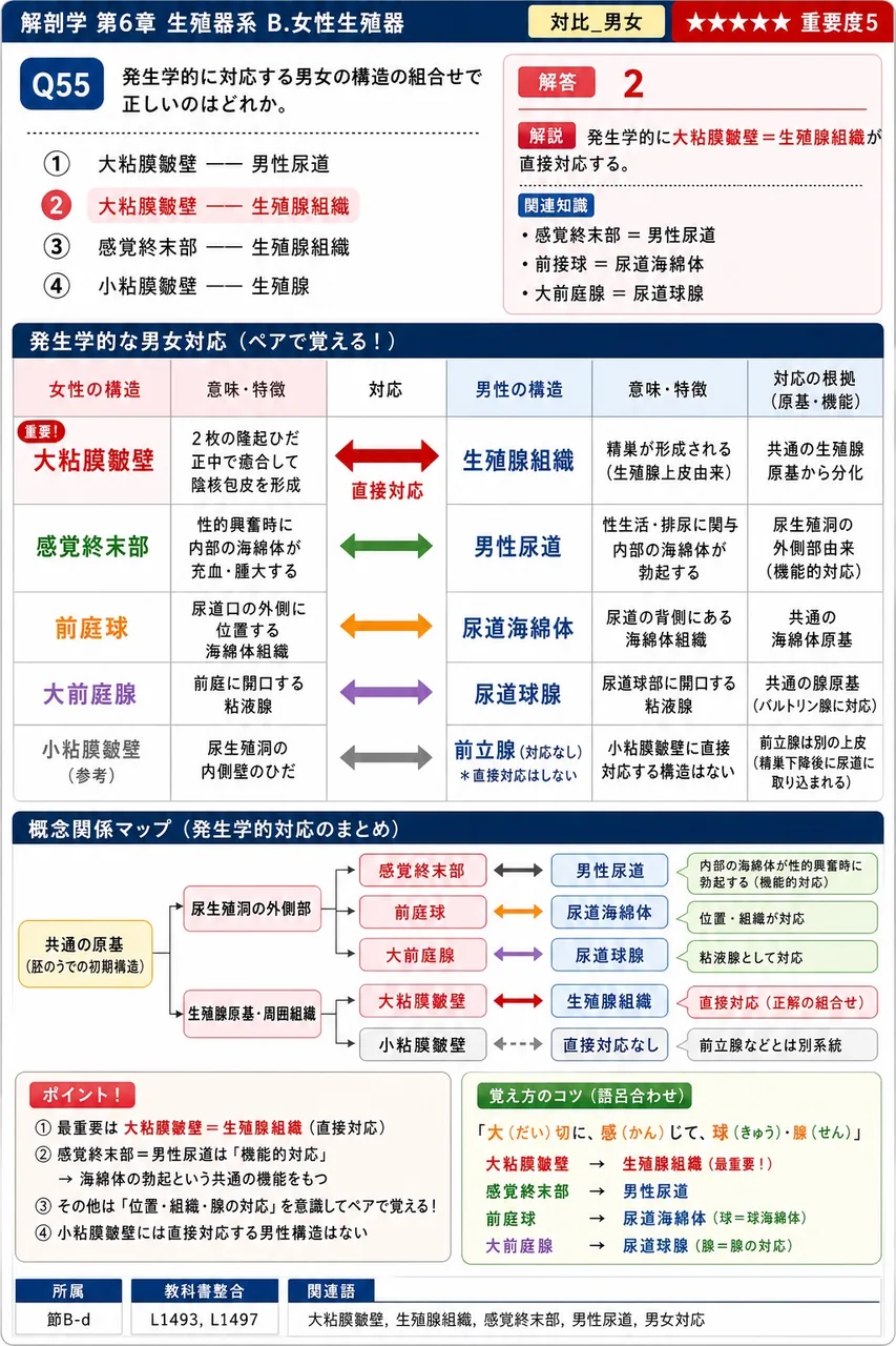 発生学的に対応する男女の構造の組合せで正しいのはどれか。 解説図
