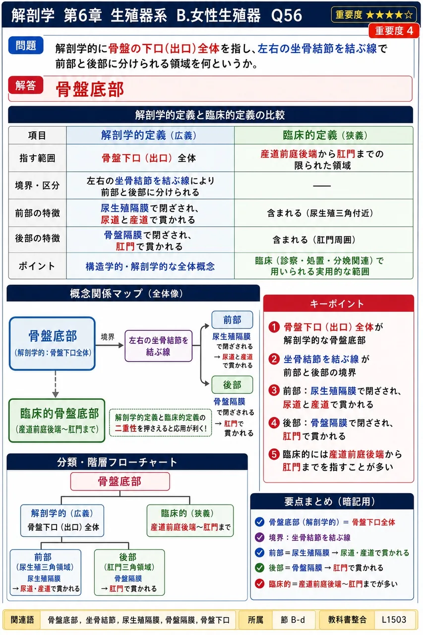 解剖学的に骨盤の下口(出口)全体を指し、左右の坐骨結節を結ぶ線で前部と後部に分けられる領域を何というか。 解説図