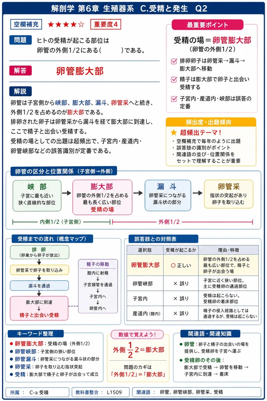 ヒトの受精が起こる部位は卵管の外側1/2にある( )である。 解説図