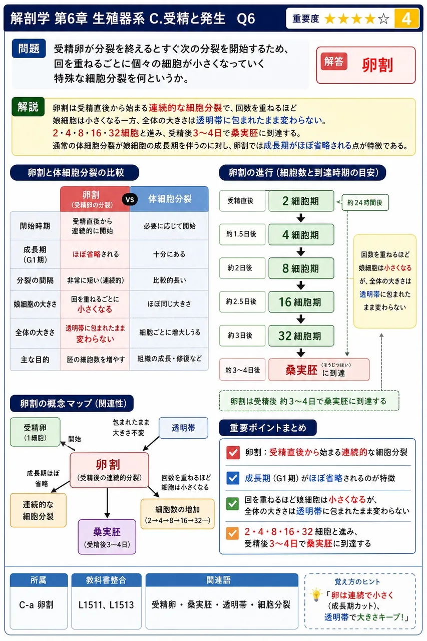 受精卵が分裂を終えるとすぐ次の分裂を開始するため、回を重ねるごとに個々の細胞が小さくなっていく特殊な細胞分裂を何というか。 解説図