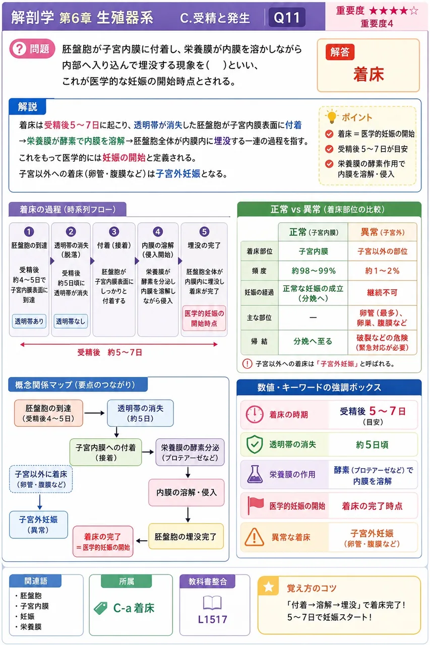 胚盤胞が子宮内膜に付着し、栄養膜が内膜を溶かしながら内部へ入り込んで埋没する現象を( )といい、これが医学的な妊娠の開始時点とされる。 解説図