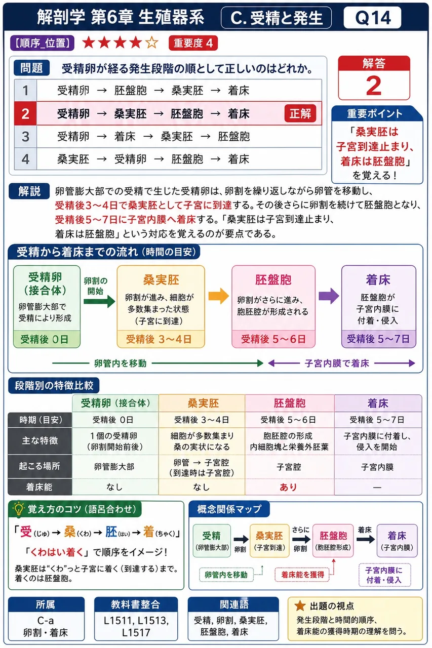 受精卵が経る発生段階の順として正しいのはどれか。 解説図