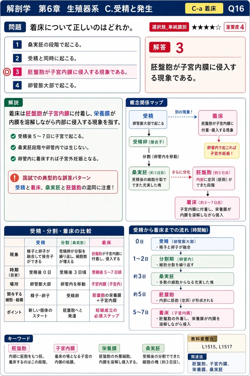 着床について正しいのはどれか。 解説図