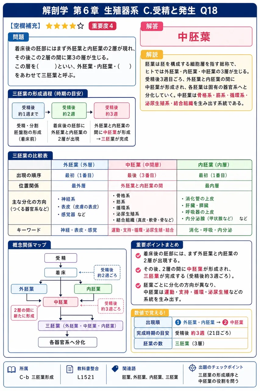 着床後の胚部にはまず外胚葉と内胚葉の2層が現れ、その後この2層の間に第3の層が生じる。この層を( )といい、外胚葉・内胚葉・( )をあわせて三胚葉と呼ぶ。 解説図
