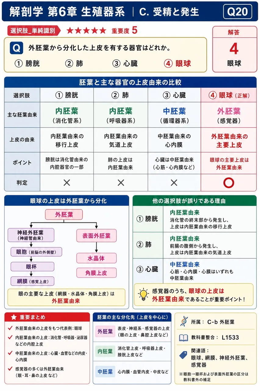 外胚葉から分化した上皮を有する器官はどれか。 解説図