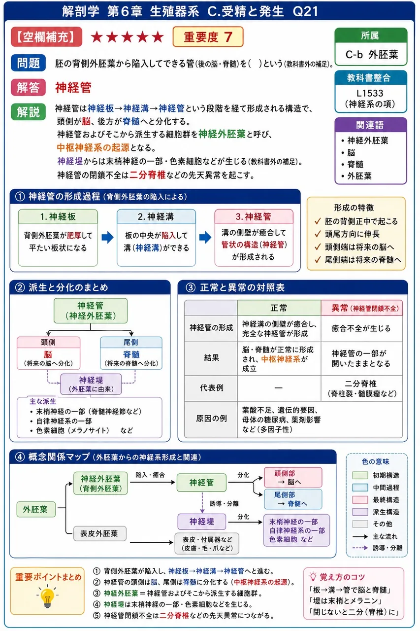 胚の背側外胚葉から陥入してできる管(後の脳・脊髄)を( )という(教科書外の補足)。 解説図