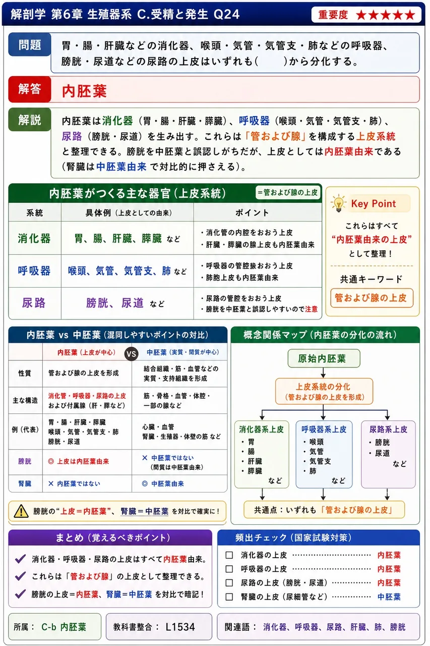 胃・腸・肝臓などの消化器、喉頭・気管・気管支・肺などの呼吸器、膀胱・尿道などの尿路の上皮はいずれも( )から分化する。 解説図