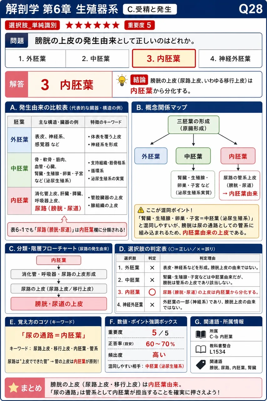 膀胱の上皮の発生由来として正しいのはどれか。 解説図