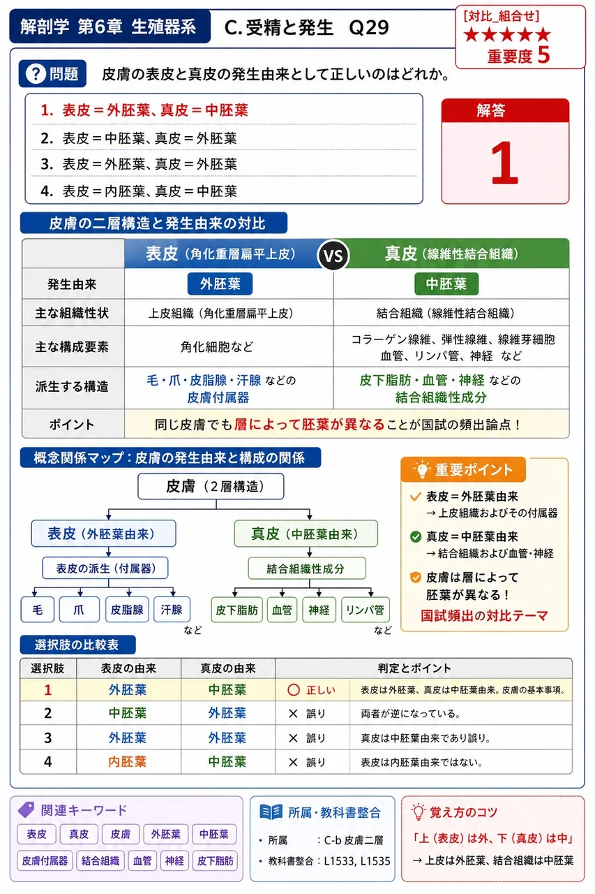 皮膚の表皮と真皮の発生由来として正しいのはどれか。 解説図