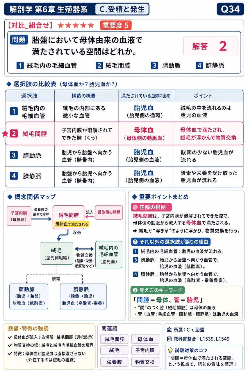 胎盤において母体由来の血液で満たされている空間はどれか。 解説図
