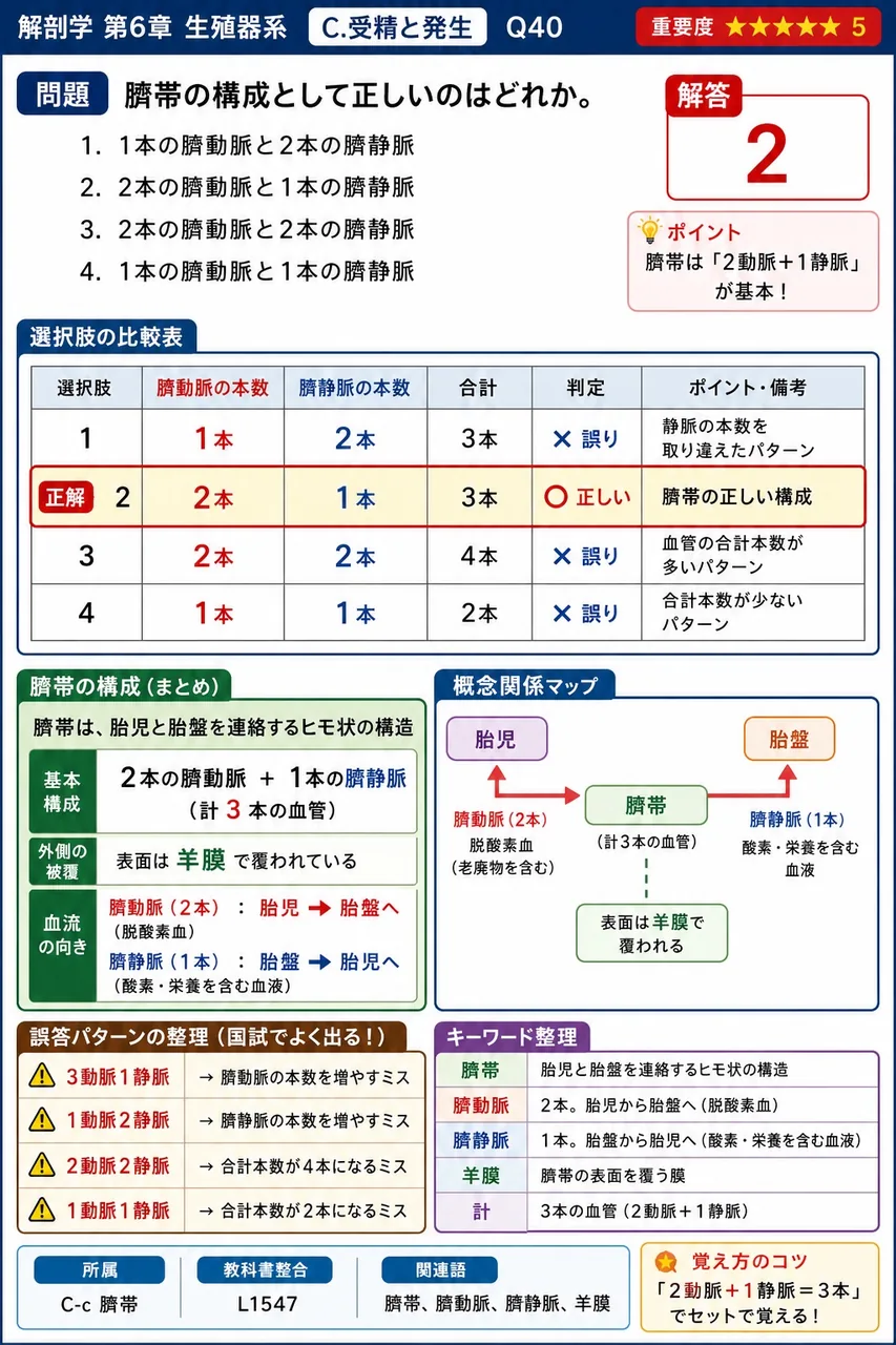 臍帯の構成として正しいのはどれか。 解説図
