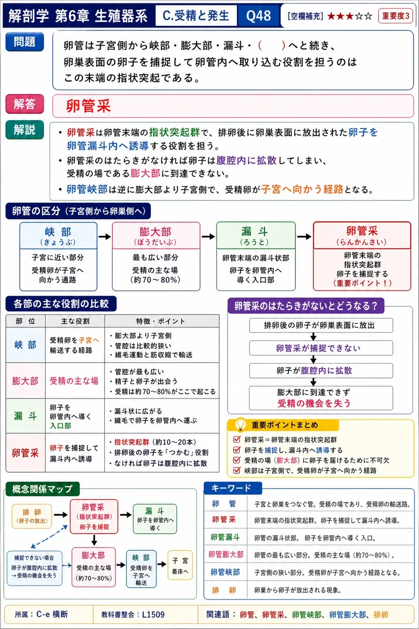 卵管は子宮側から峡部・膨大部・漏斗・( )へと続き、卵巣表面の卵子を捕捉して卵管内へ取り込む役割を担うのはこの末端の指状突起である。 解説図