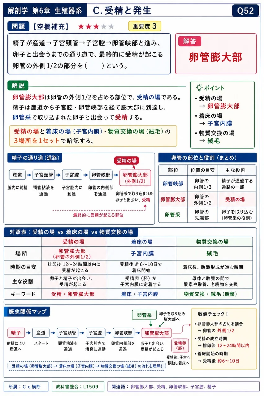 精子が膣→子宮頸管→子宮腔→卵管峡部と進み、卵子と出会うまでの通り道で、最終的に受精が起こる卵管の外側1/2の部分を( )という。 解説図