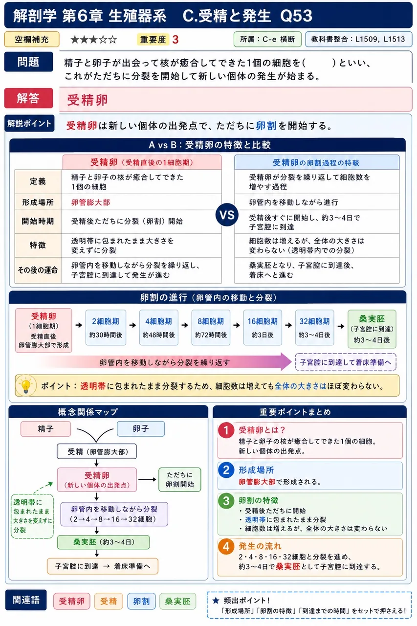 精子と卵子が出会って核が癒合してできた1個の細胞を( )といい、これがただちに分裂を開始して新しい個体の発生が始まる。 解説図